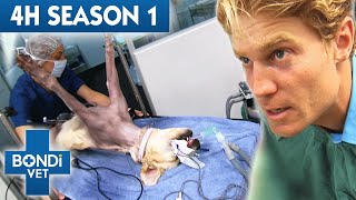 4 Hours of Full Episodes  Bondi Vet Complete Season 1  Bondi Vet [upl. by Keverian]