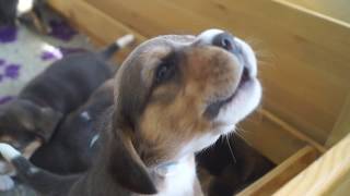 CUTE 3 weeks old BEAGLE PUPPIES HOWLING [upl. by Stoneman730]