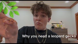 Why you NEED a Leopard Gecko [upl. by Kathlin]