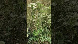 Борщівник європейський або звичайний Heracleum sphondylium у Вроцлаві nature [upl. by Essirahc]