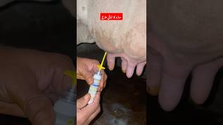 ساڑو کا شافیِ علاج  Mastitis treatment  cefeximine L spraymastitis animals vet cow farming [upl. by Elleyoj85]