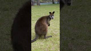 Funny Wallaby australianwildlife wallaby [upl. by Loftus]