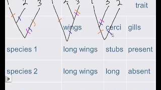 cladograms [upl. by Kelly457]