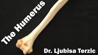 Humerus  Skeleton of the upper limb  Anatomy [upl. by Reywas609]