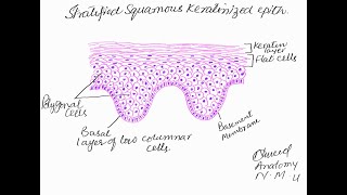 Learn to make stratified squamous keratinized epithelium [upl. by Rehpetsirhc]