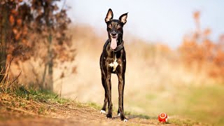 How to Train Your Whippet Obedience Basics and Beyond [upl. by Alegnave627]