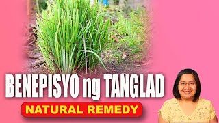 Ano ang BENEPISYO ng TANGLAD o Lemon Grass Natural remedy  Tagalog Health Tips  Nurse Dianne [upl. by Rodenhouse]