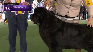 Newfoundlands  Breed Judging 2023 [upl. by Faye92]