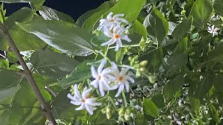 हरसिंगार फूल  Flowers of Harsingar  Parijat । पारिजात [upl. by Anirahc]