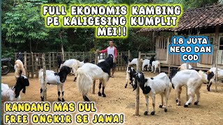 HARGA 18 JUTA FREE ONGKIR SE JAWA JANTAN BERKERANDAH KAMBING PE KALIGESING [upl. by Horwitz910]