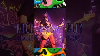 RHCP Flea Bass Medley Inc Stretch You Out Stone cold bush Out in LA Live 17112023 [upl. by Newnorb]