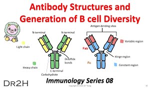 DrHongs Immunology Lecture 08 Antibody Structure and the Generation of B cell Diversity [upl. by Natika]