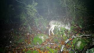 Corzo Capreolus capreolus  en la lluvia Grabado con la cámara trampa Bolyguard 2060 Pirineo [upl. by Eillen]