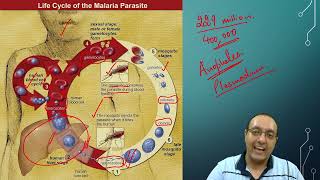 Malaria Vaccine containing live parasites [upl. by Aiblis]