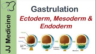 Gastrulation  Formation of Germ Layers  Ectoderm Mesoderm and Endoderm [upl. by Emalia]