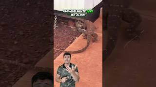 12 LAGARTO MONITOR vs GATO  Vida Animal Comentada [upl. by Warila502]