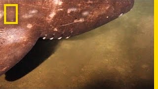 Rarely Seen Shark Filmed Near Underwater Volcano  National Geographic [upl. by Ahsiral]