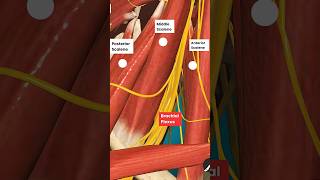 How Scalenes muscles can create Radiating Pain in your Arm [upl. by Uhsoj9]