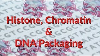 Histone  Chromatin  Nucleosome  DNA Packaging [upl. by Janik840]