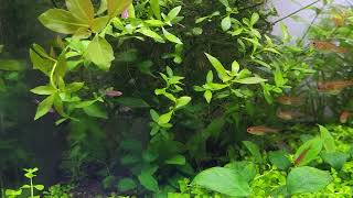 Nature style planted aquarium [upl. by Gram]