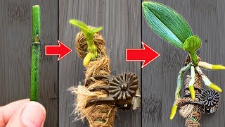 How to propagate orchids from flower branches faster than ever [upl. by Nahgam]