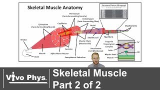 Skeletal Muscle Part 2 of 2  Anatomy and Muscle Contraction Mechanisms [upl. by Treblih376]