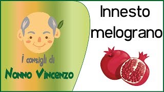 INNESTO MELOGRANO [upl. by Eisiam361]