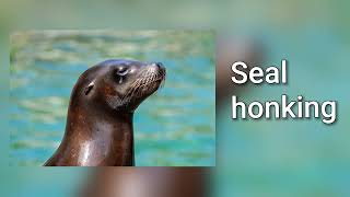 Sound of seal honking [upl. by Aleek]