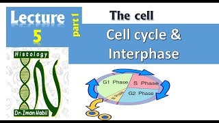 5aCell cycle part1InterphaseCellHistology [upl. by Atenek]