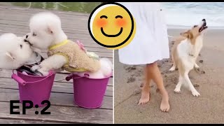 Entretenimiento mascotas Tik tok animales chistosos y divertidos EP 2 😊❤😊❤😊 [upl. by Checani]