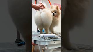 💥 Персик Тедди 🍑 Шикарный Померанский Шпиц на груминге 🐶 pomeranian [upl. by Scrivings]