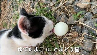 cat eat the boiled egg 猫にゆでたまご ASMR [upl. by Orji]