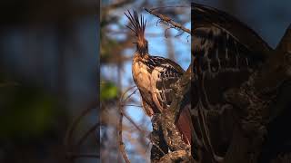 The hoatzin is a species of tropical bird  check description for more about hoatzin birdsshorts [upl. by Naamann]