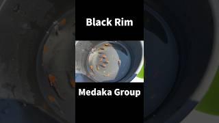 Meet the Sleek Black Rim Medaka Japans Coolest ornamental fish [upl. by Henley]