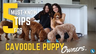 5 MustKnow Tips for Cavoodle Puppy Owners  From a Cavoodle Expert [upl. by Eem]