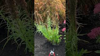 Liatris cutback you decide on timing perennials landscaper gardening plants gardening [upl. by Ledah]