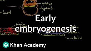 Early embryogenesis  Cleavage blastulation gastrulation and neurulation  MCAT  Khan Academy [upl. by Nyliac573]