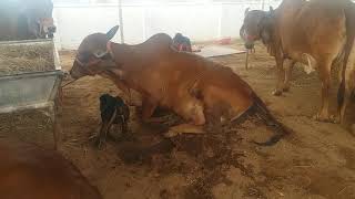 Gir cow in tamilnadu 2calf 8883330888 8883338888good quality milking cows calfs available [upl. by Thgiled]