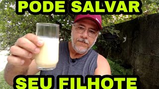 LEITE CASEIRO PARA FILHOTE DE CACHORRO [upl. by Sivlek]