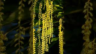 Coelogyne cobbiana in Orchid Family Orchidaceae  Observed in Description [upl. by Anwat]