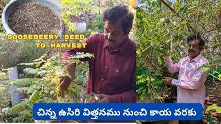 Star Gooseberry from seed to plant  చిన్న ఉసిరి విత్తనము నుంచి కాయ వరకు  Indian Goose berry [upl. by Lander]