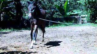 Guatuso Caballo de paso costarricense [upl. by Stahl589]