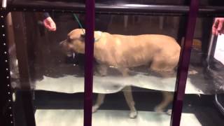 Watertreadmill therapy demo [upl. by Caro]