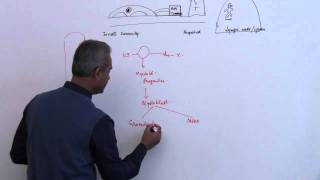 Immunology Neutrophil Lecture 3 Part 7 [upl. by Yul]