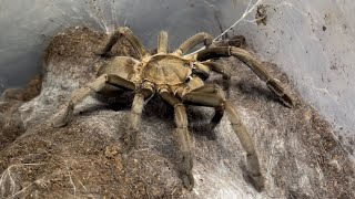 Selenocosmia crassipes feeding The Aussie whistling spider [upl. by Eciened]