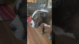 Grippy socks for the first time funny cute puppy bulldog [upl. by Magan]