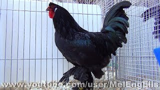 Coq et Poules de Bréda noir  quot Kraaikoppen quot  tête de corbeau   Évreux 2024 [upl. by Hahseram226]