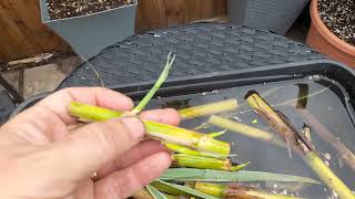 Arundo donax propagation [upl. by Prudence647]