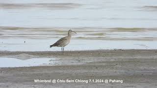 Whimbrel  Chiu S C DSCN9433 [upl. by Drofnats357]