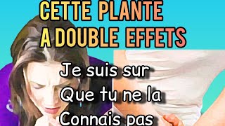 UNE PLANTE ANTI TOUX DIURETIQUE ET DETOX [upl. by How]